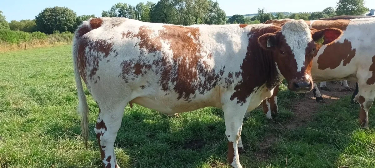 Belgian Blue (Red) - Image 4