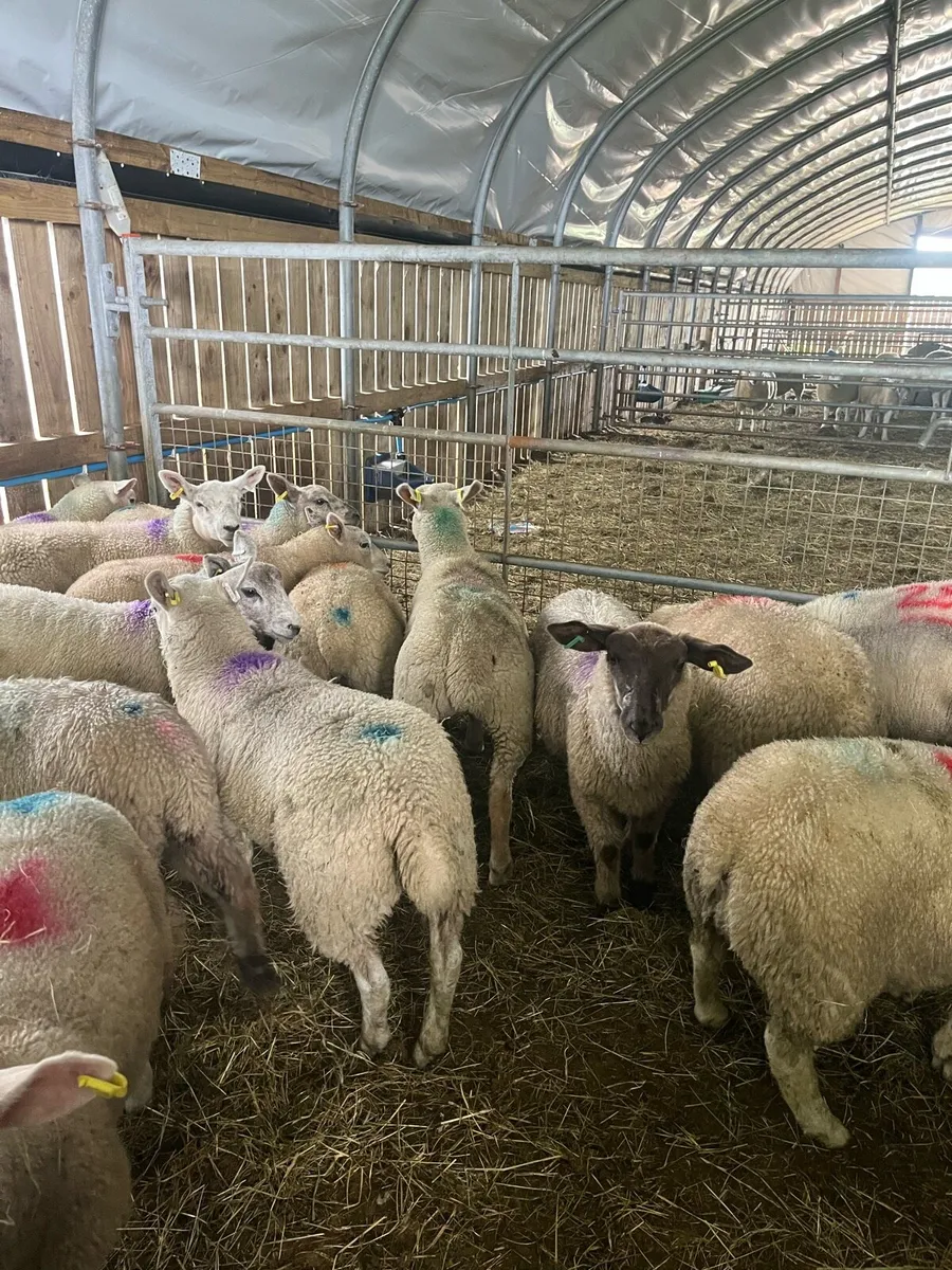 Store lambs - Image 4