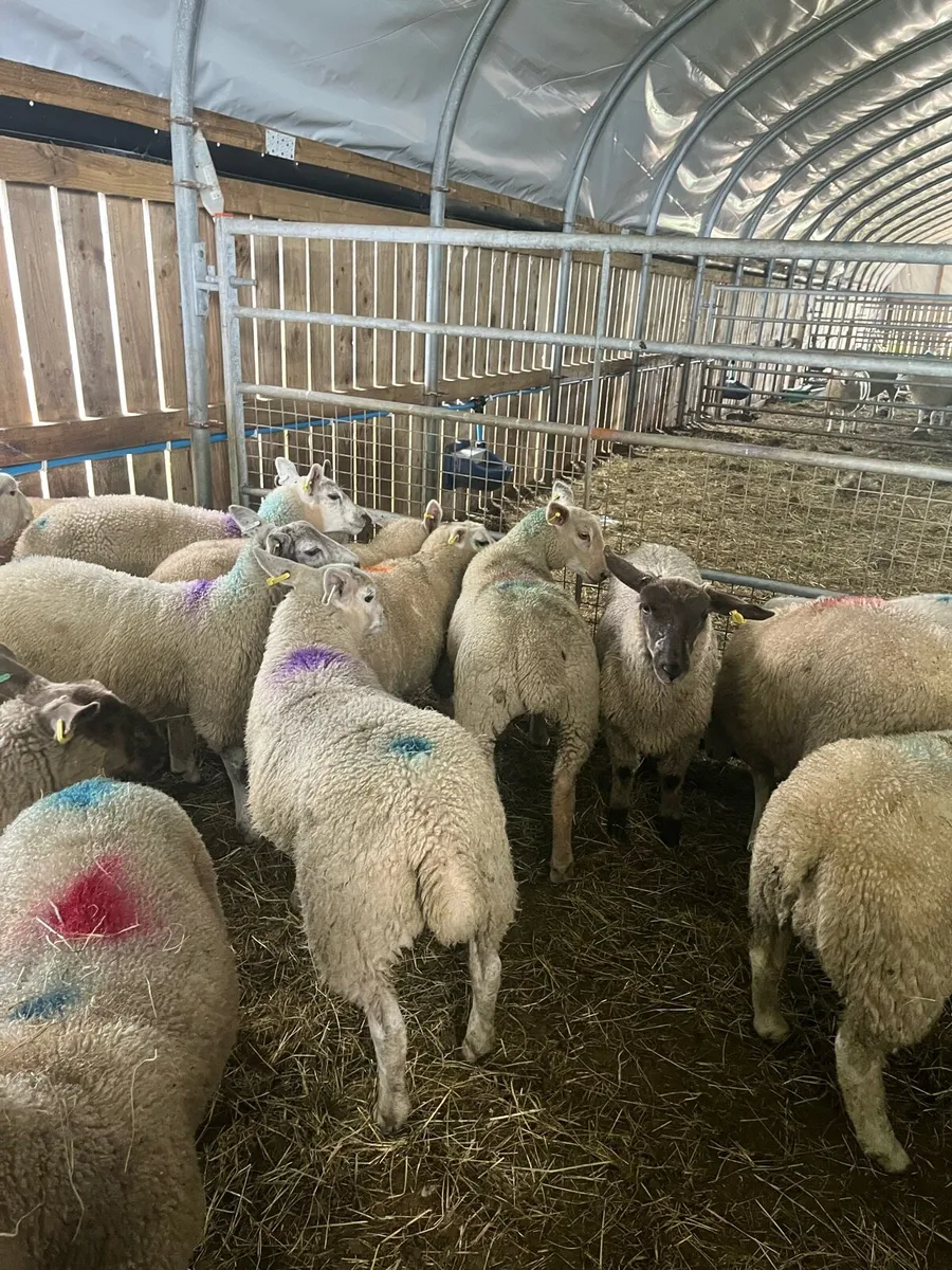 Store lambs - Image 1