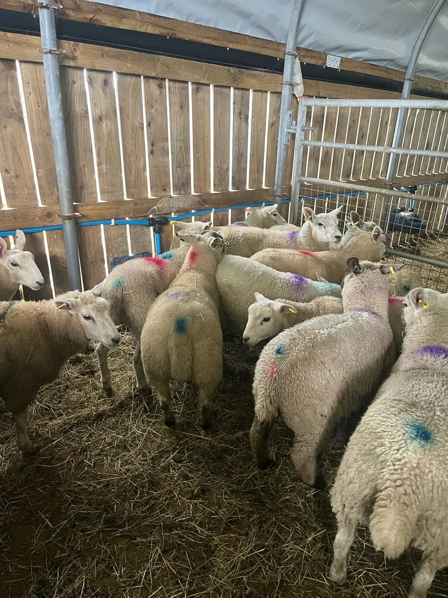 Store lambs - Image 2
