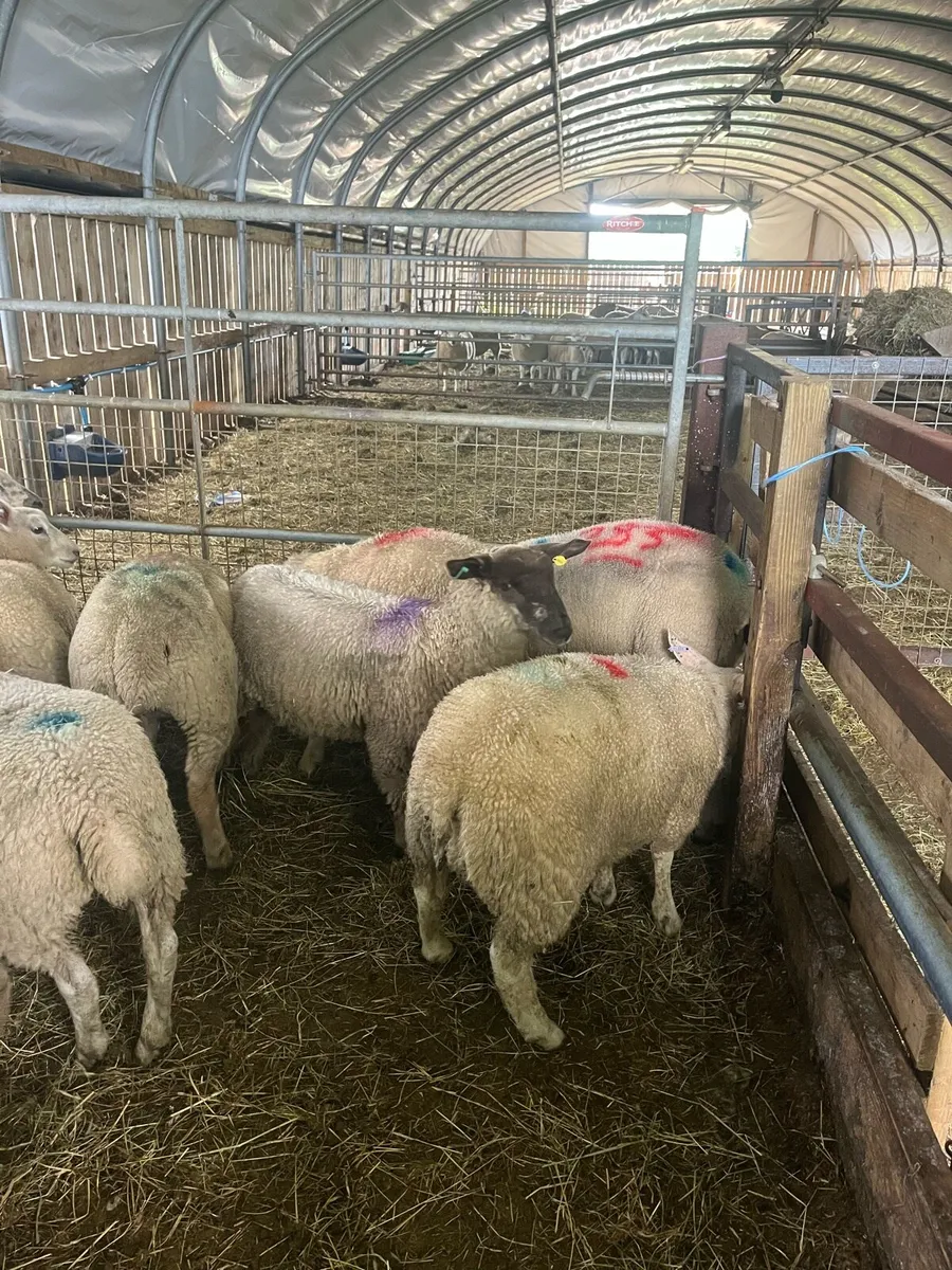 Store lambs - Image 3