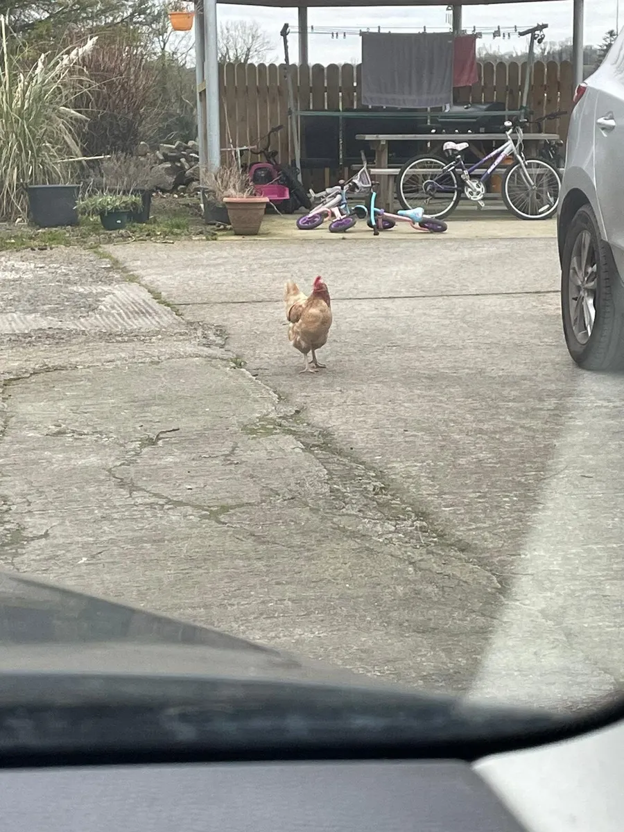 Free range hens