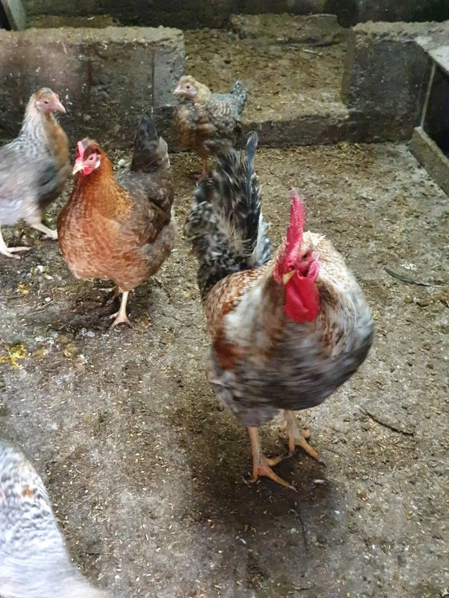 Hens/Ducks/Chicks/Pigeons/ducklings/Fertile eggs - Image 2