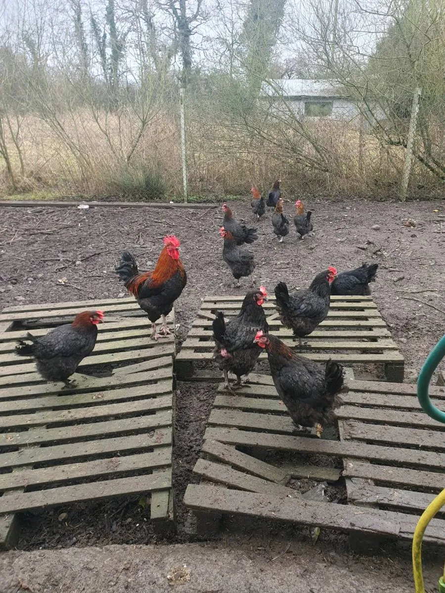 Hens/Ducks/Chicks/Pigeons/ducklings/Fertile eggs - Image 1