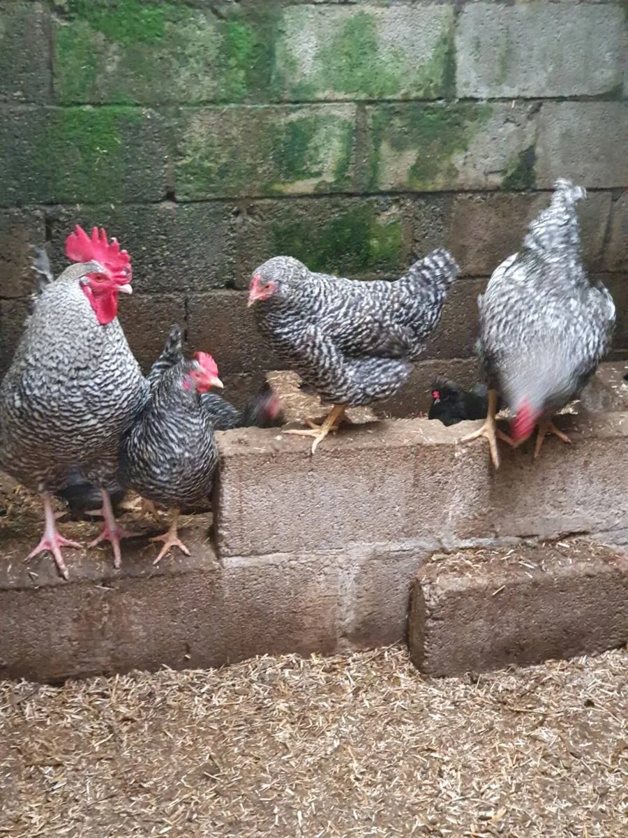 Hens/Ducks/Chicks/Pigeons/ducklings/Fertile eggs - Image 4