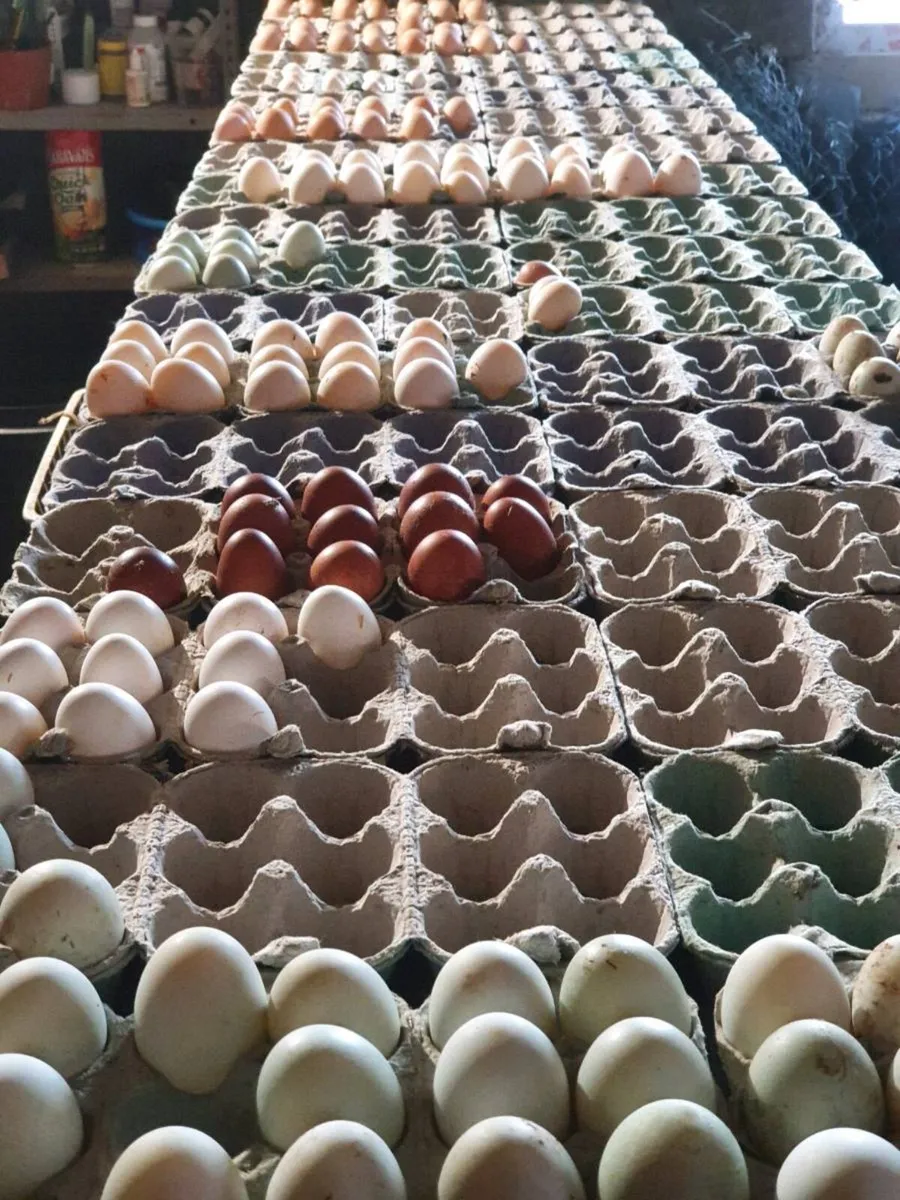 Hens/Ducks/Chicks/Pigeons/ducklings/Fertile eggs - Image 3