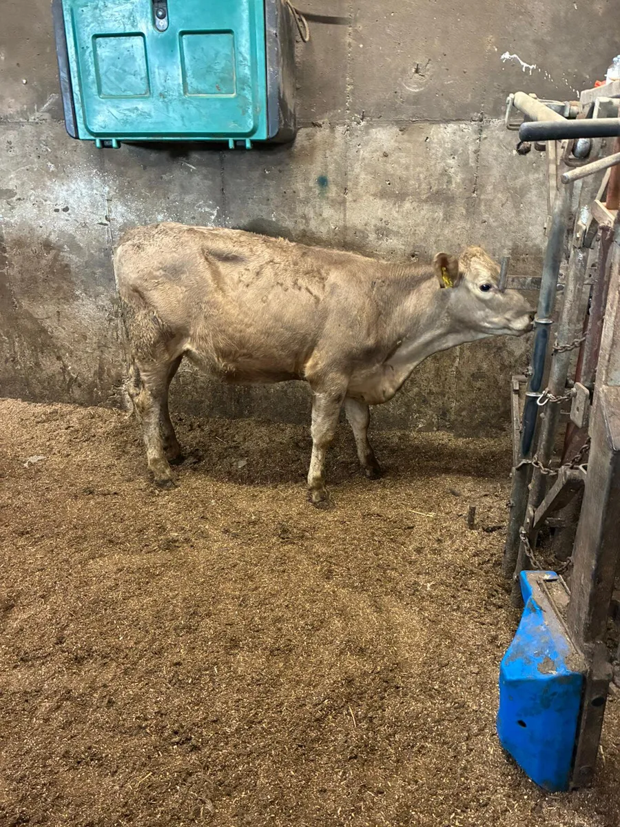 Charolais and sim heifers - Image 2