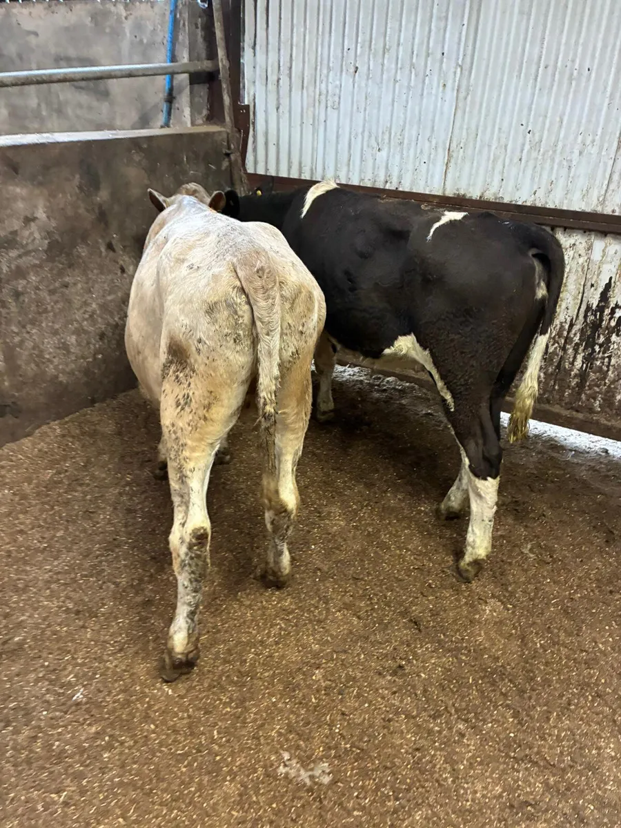 Charolais and sim heifers - Image 3
