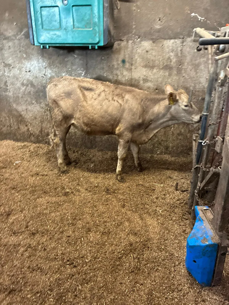 Charolais and sim heifers - Image 4