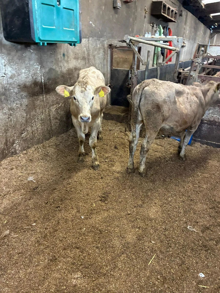Charolais and sim heifers - Image 1