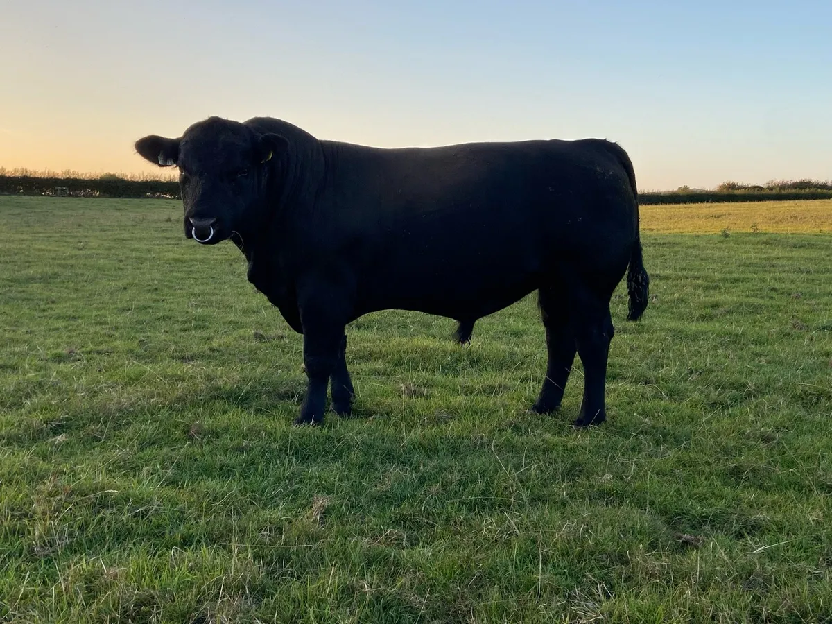 Angus Bulls - Image 1