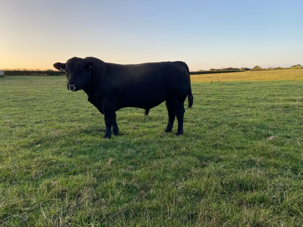 Angus Bulls - Image 2
