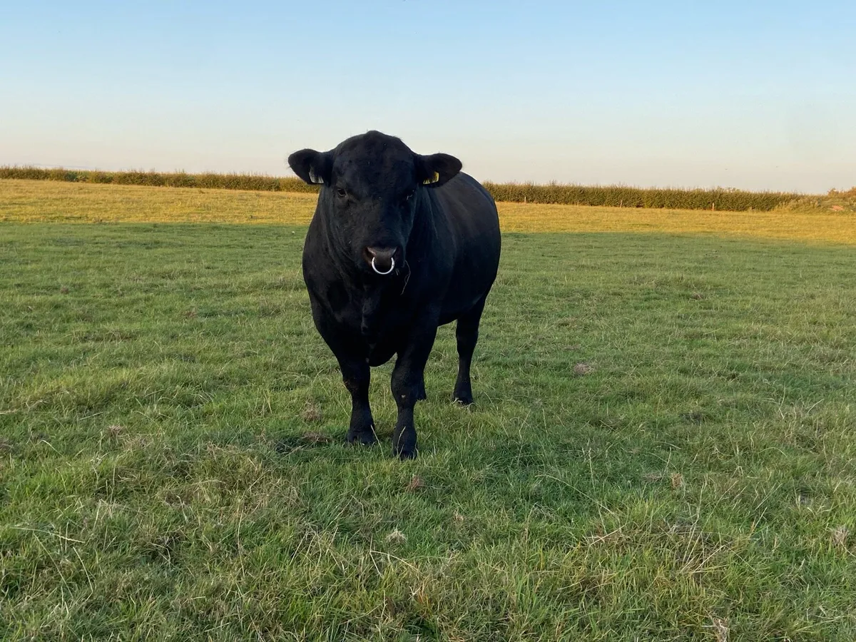 Angus Bulls - Image 3