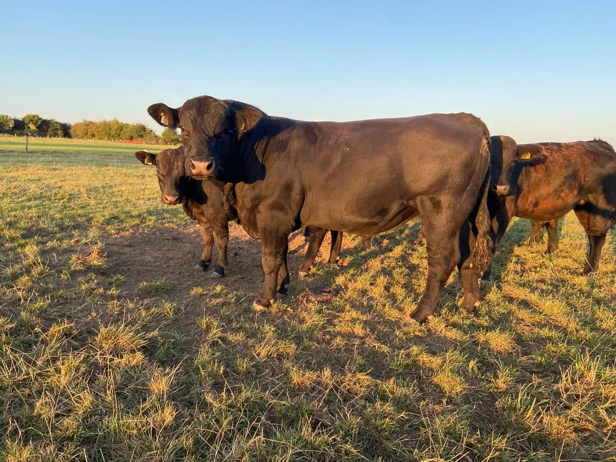 Angus Bulls - Image 4