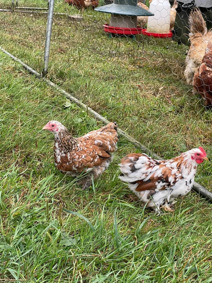 Poultry and chicks Brahmas Pekins etc - Image 2