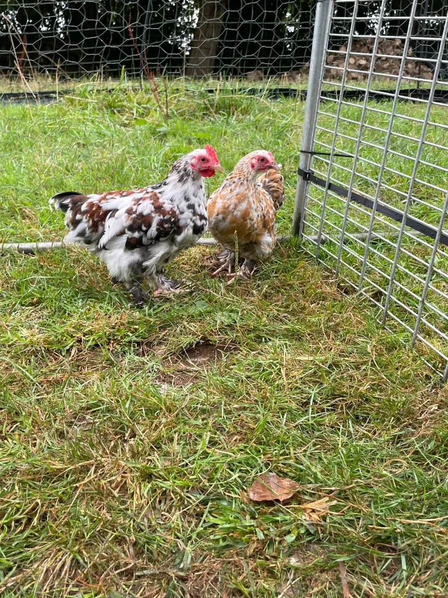Poultry and chicks Brahmas Pekins etc - Image 3