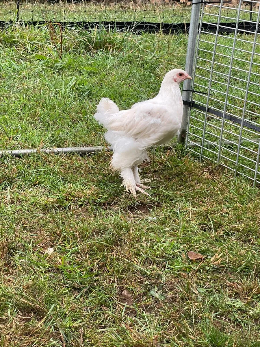 Poultry and chicks Brahmas Pekins etc - Image 4