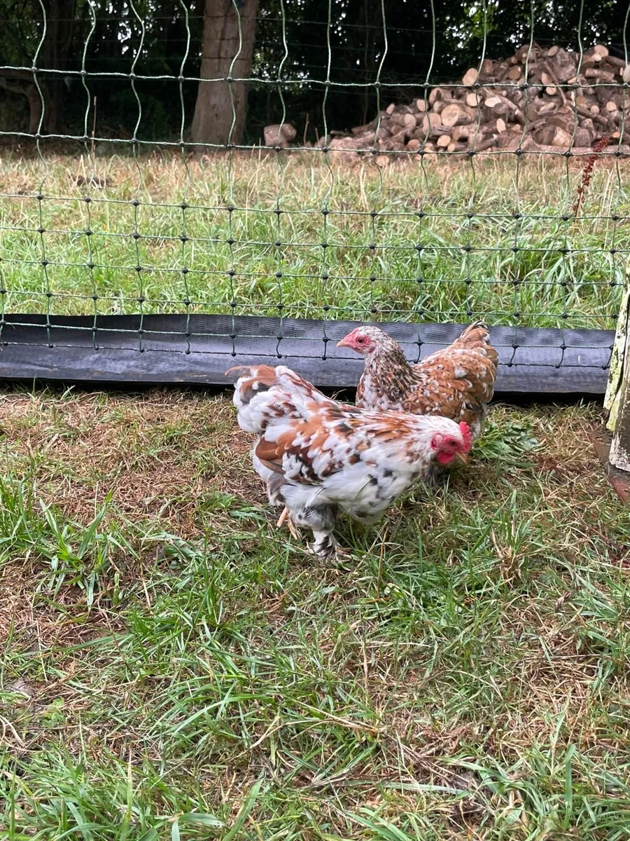 Poultry and chicks Brahmas Pekins etc - Image 1