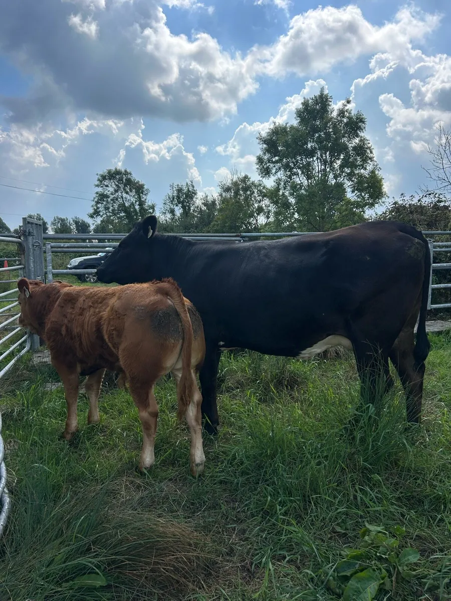⭐️Pedigree limousin bull and Recipient dam - Image 1
