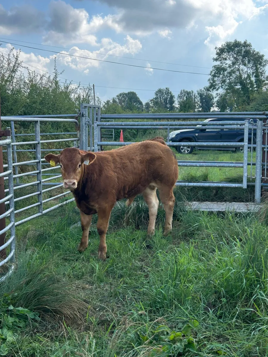 ⭐️Pedigree limousin bull and Recipient dam - Image 2