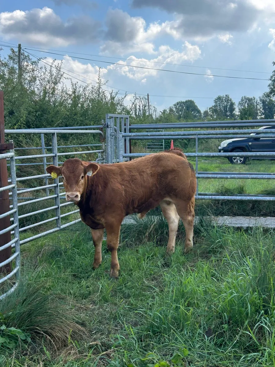 ⭐️Pedigree limousin bull and Recipient dam - Image 3