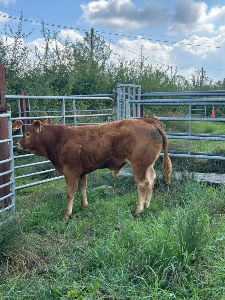 ⭐️Pedigree limousin bull and Recipient dam - Image 4