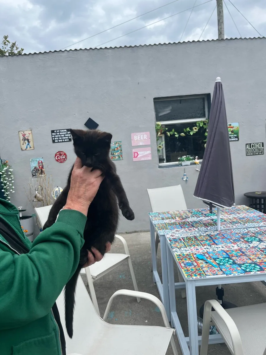 Kittens for sale - Image 1