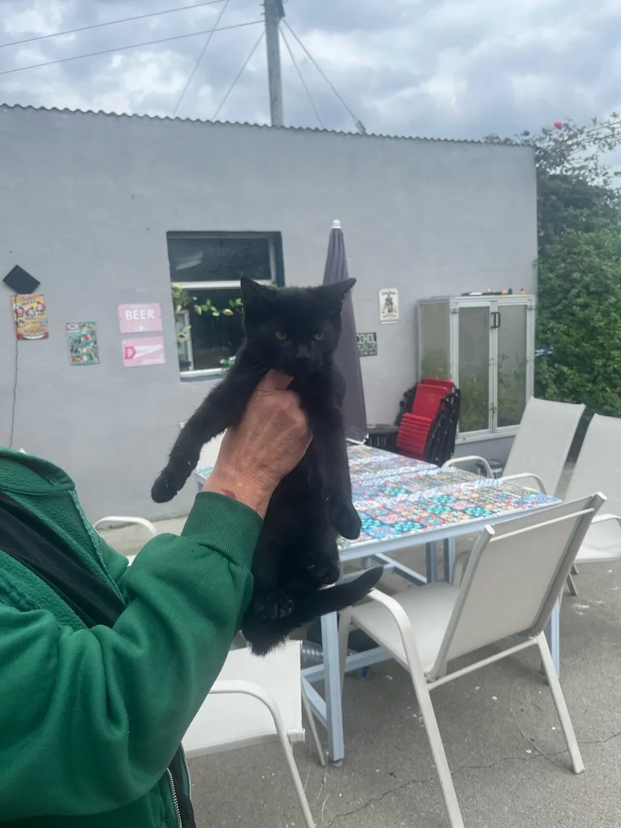 Kittens for sale - Image 2