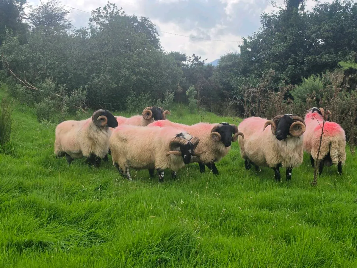 MAYO MOUNTAIN HOGGETS AND 3 YEAR OLD - Image 4