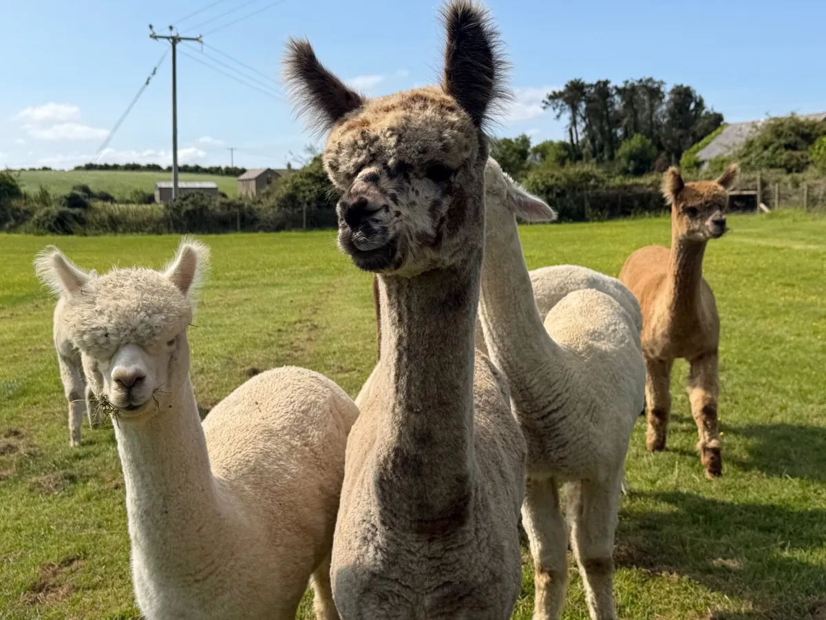 Alpacas - Image 2
