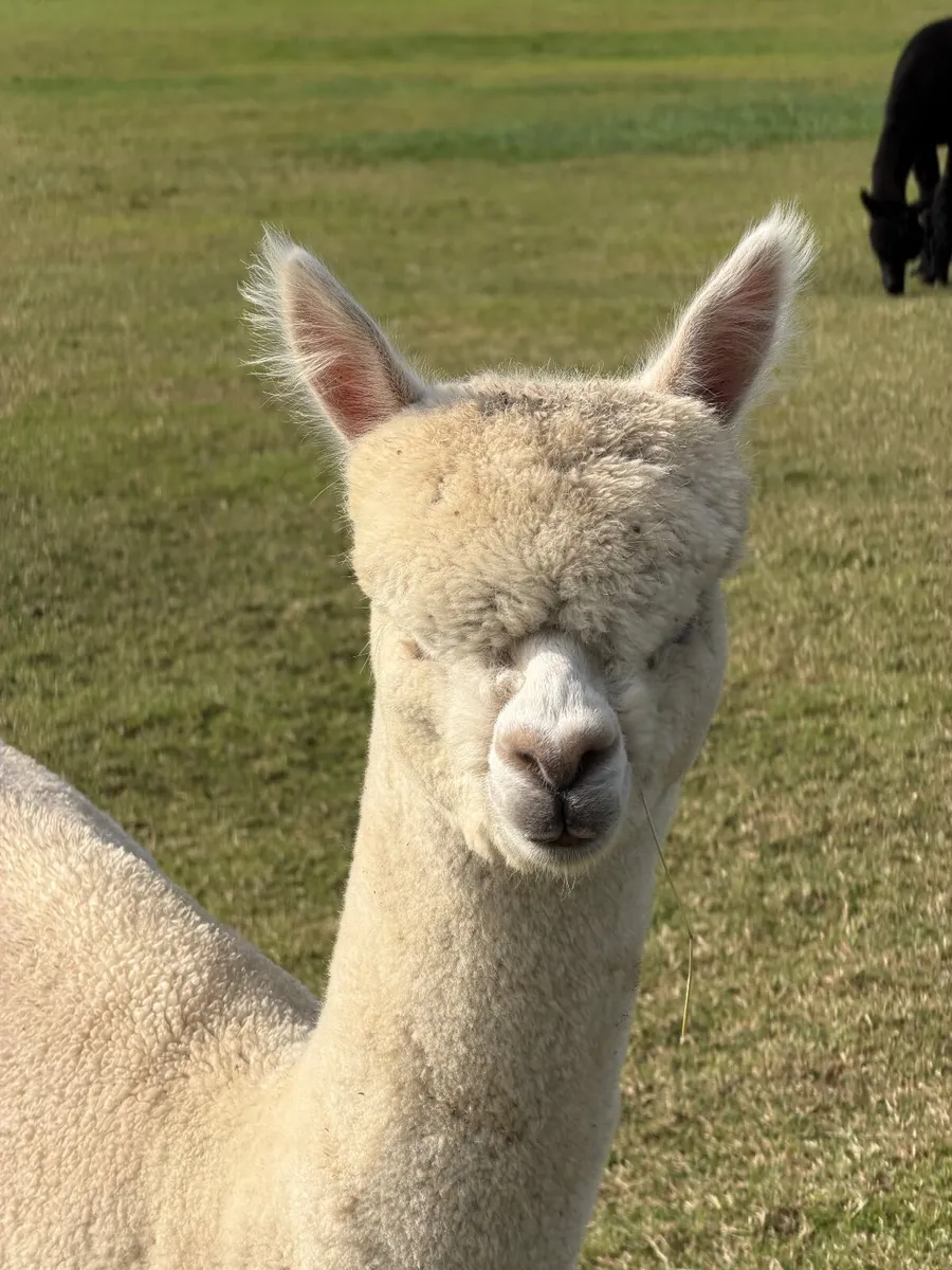 Alpacas - Image 3