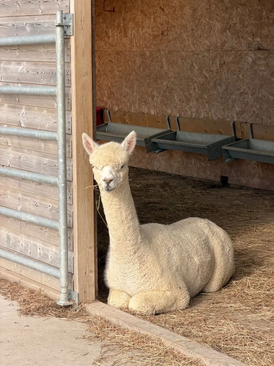Alpacas - Image 4