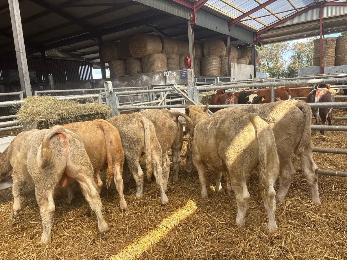 8 super charlaois bull weanlings - Image 3