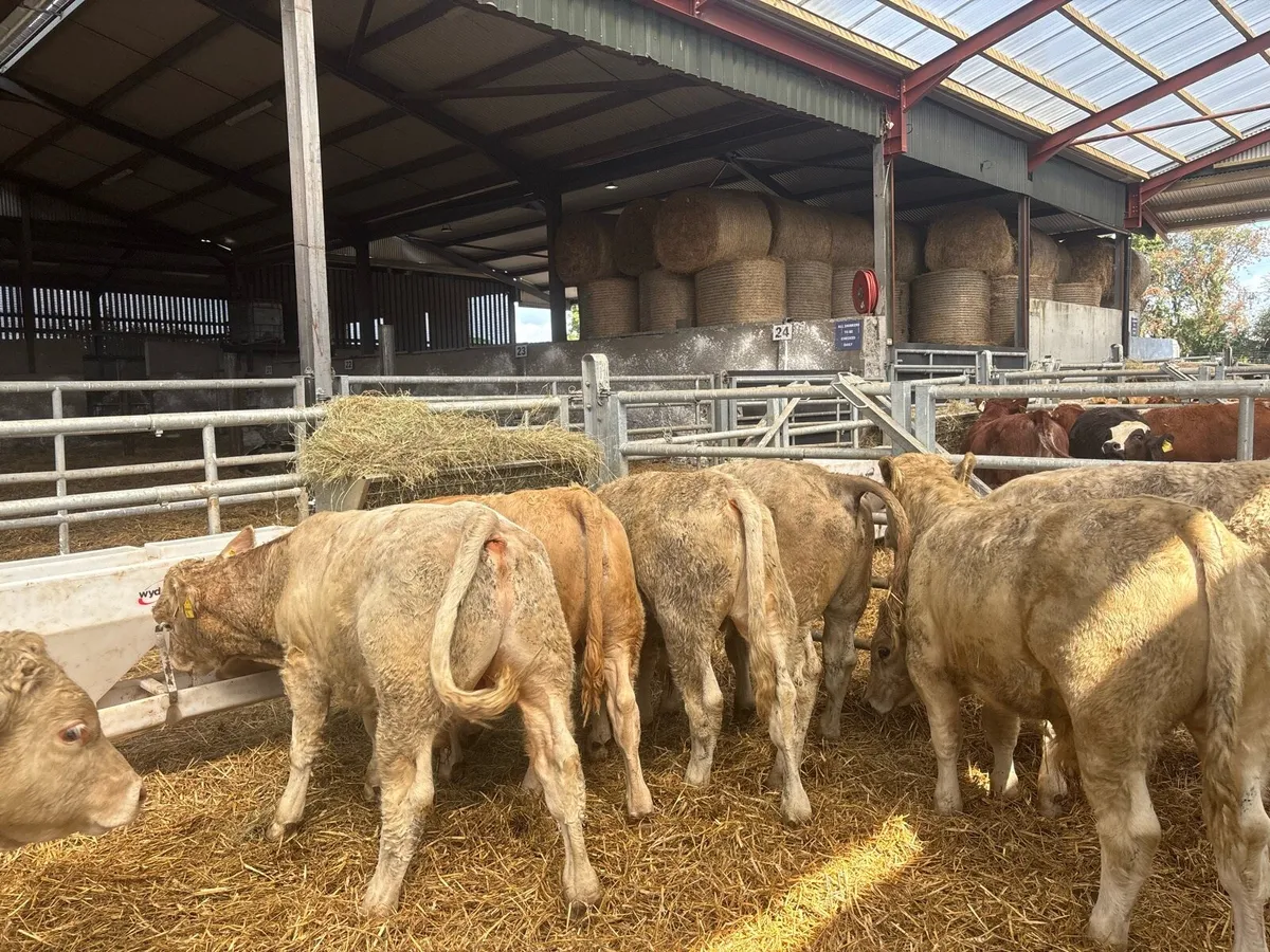 8 super charlaois bull weanlings - Image 4
