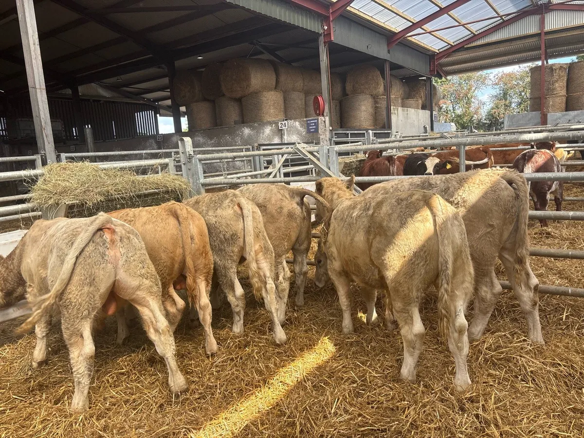 8 super charlaois bull weanlings - Image 2