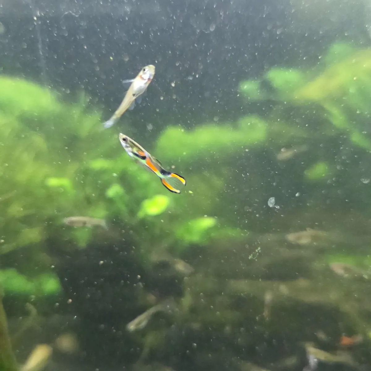 FREE endler guppies - Sligo - Image 4