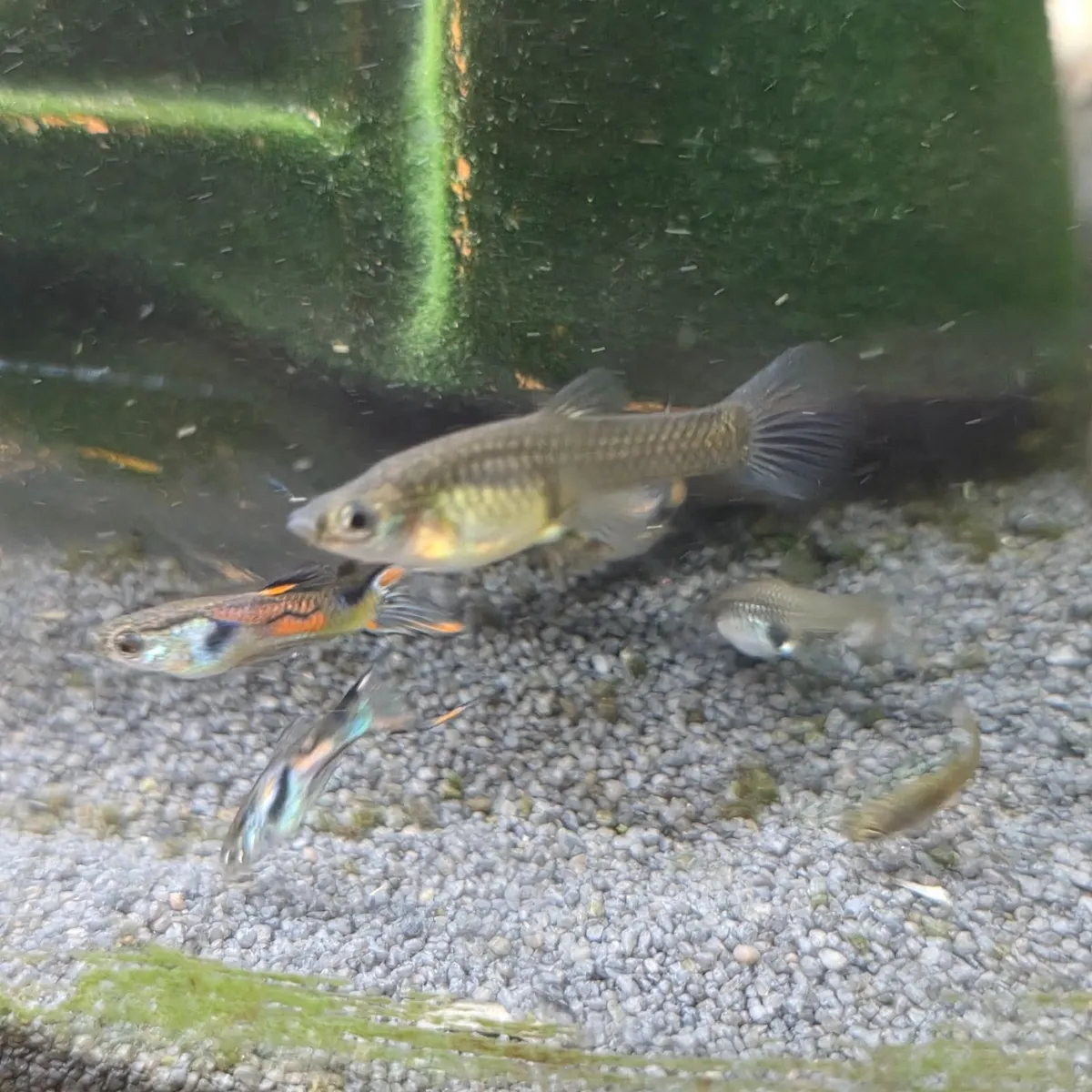 FREE endler guppies - Sligo - Image 3