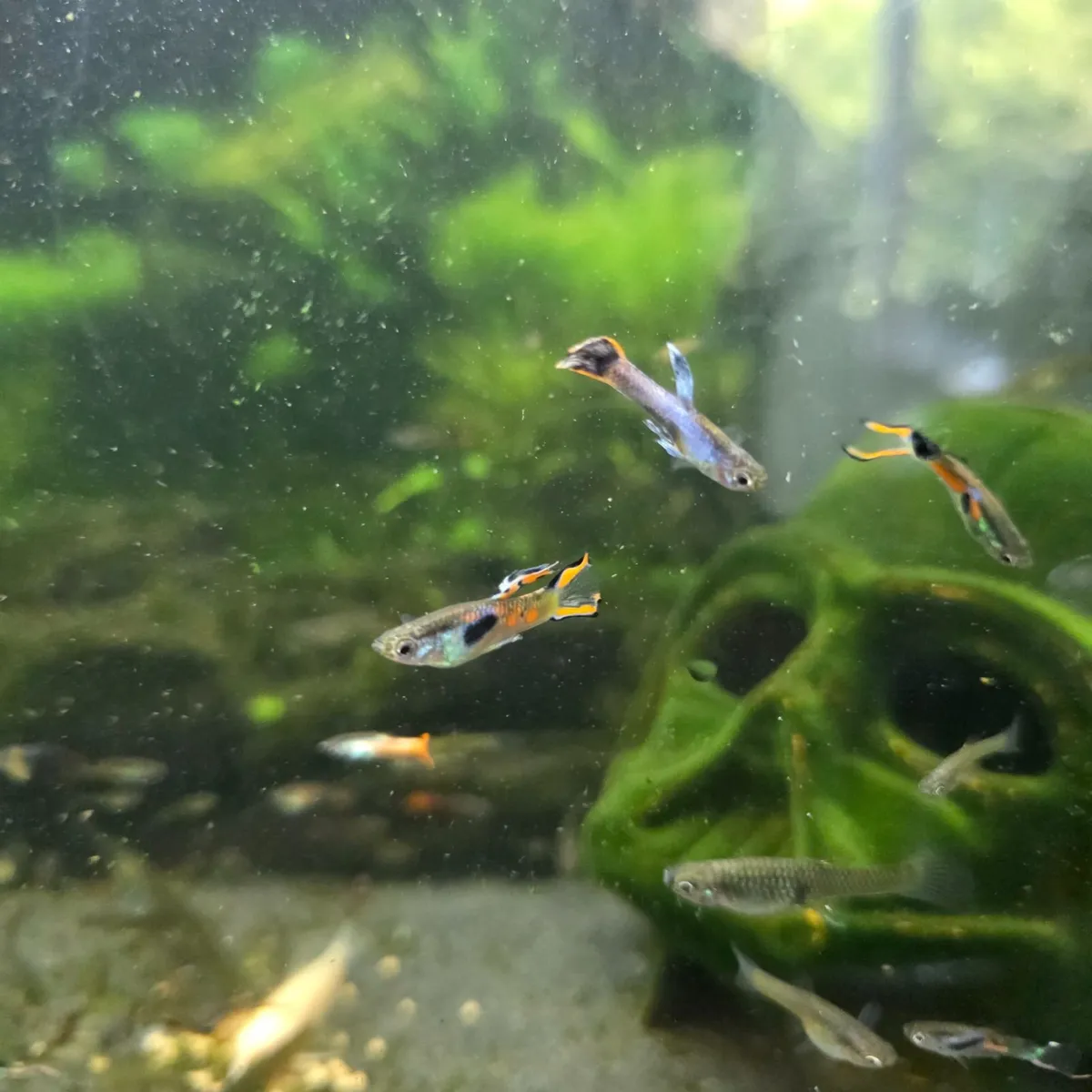 FREE endler guppies - Sligo - Image 2