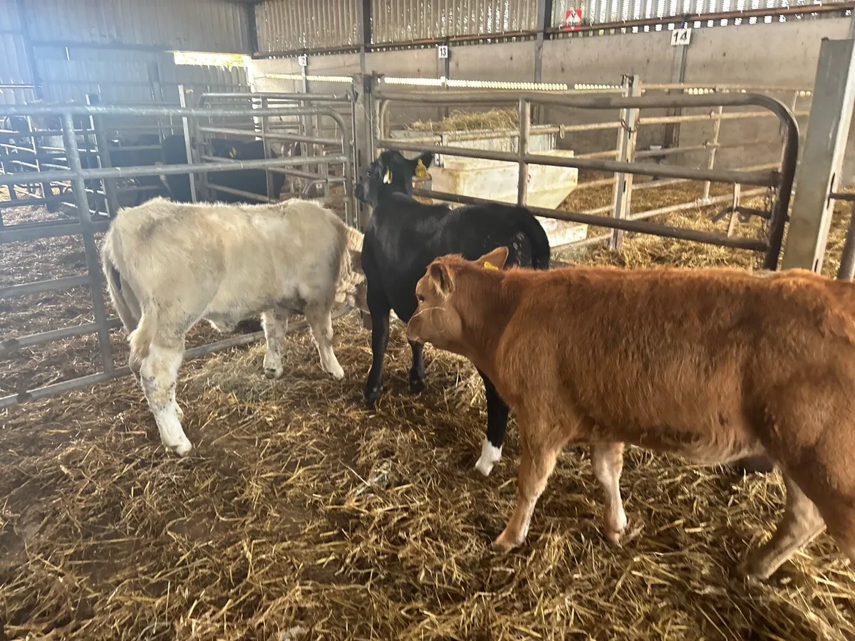 3 super continental runner heifers - Image 2