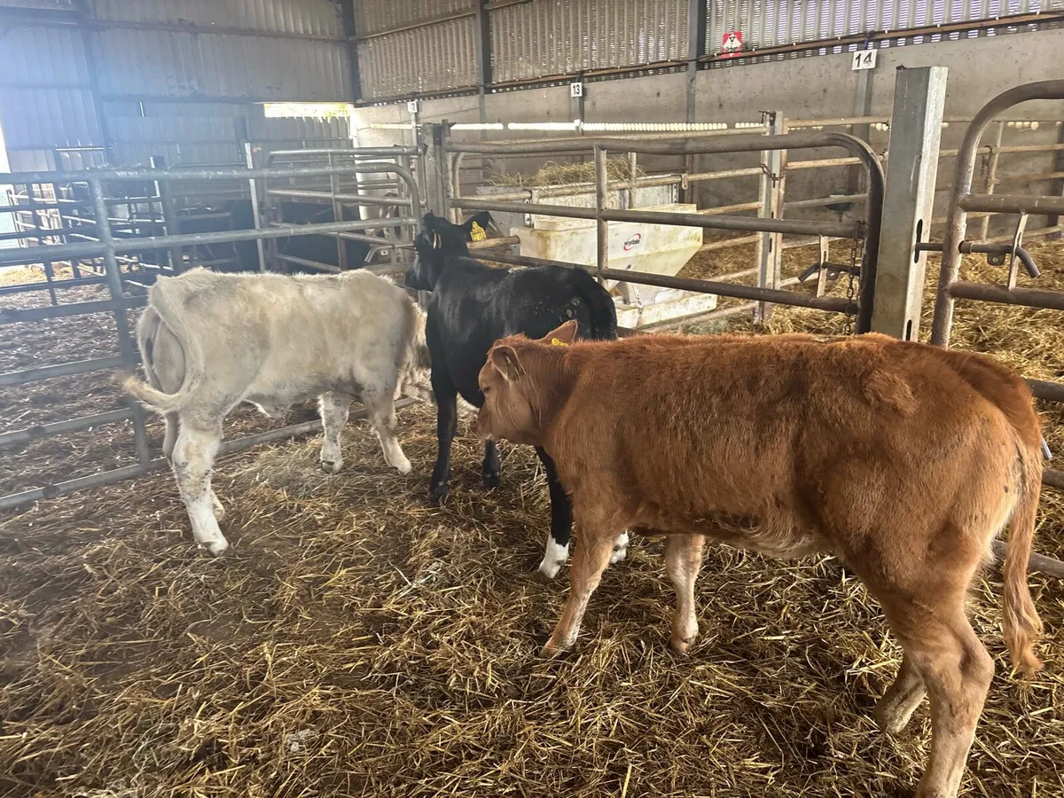 3 super continental runner heifers - Image 3