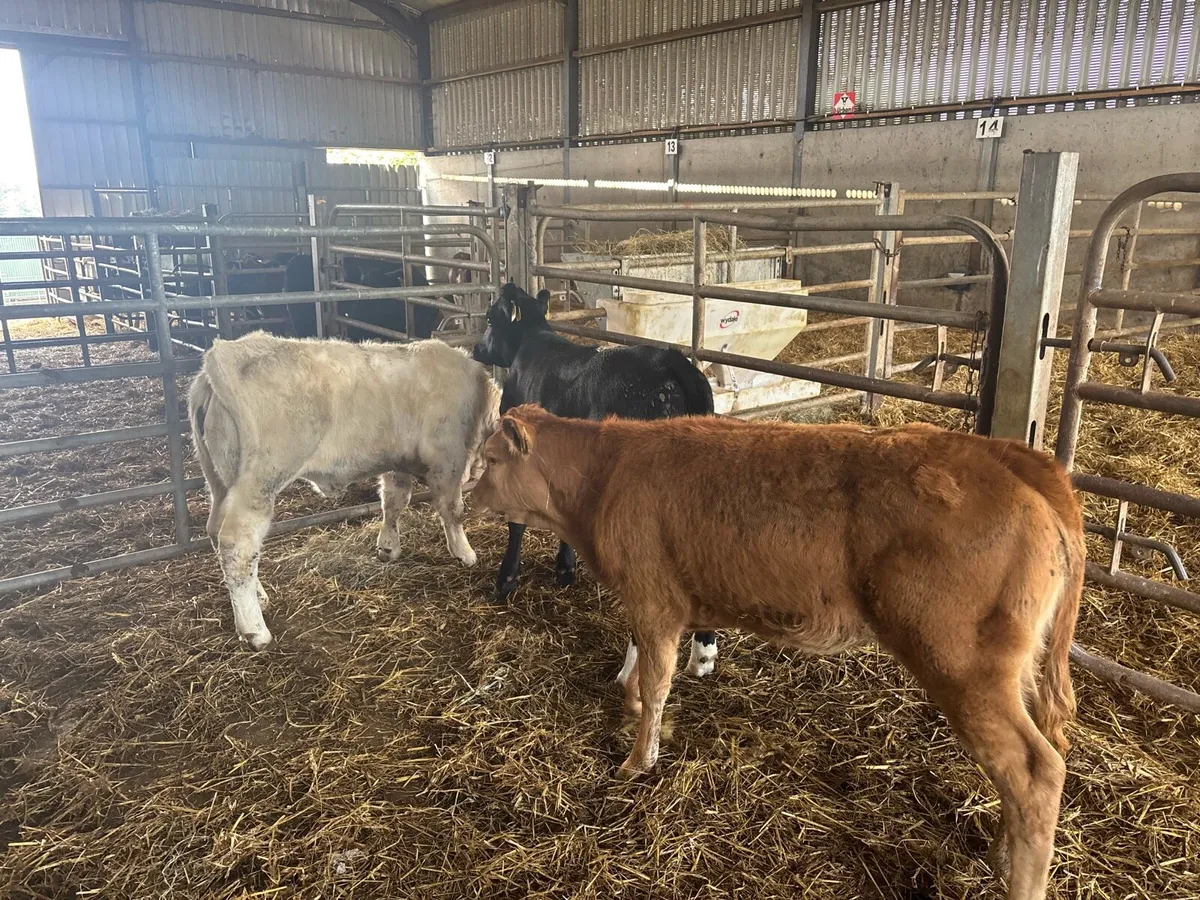 3 super continental runner heifers - Image 4
