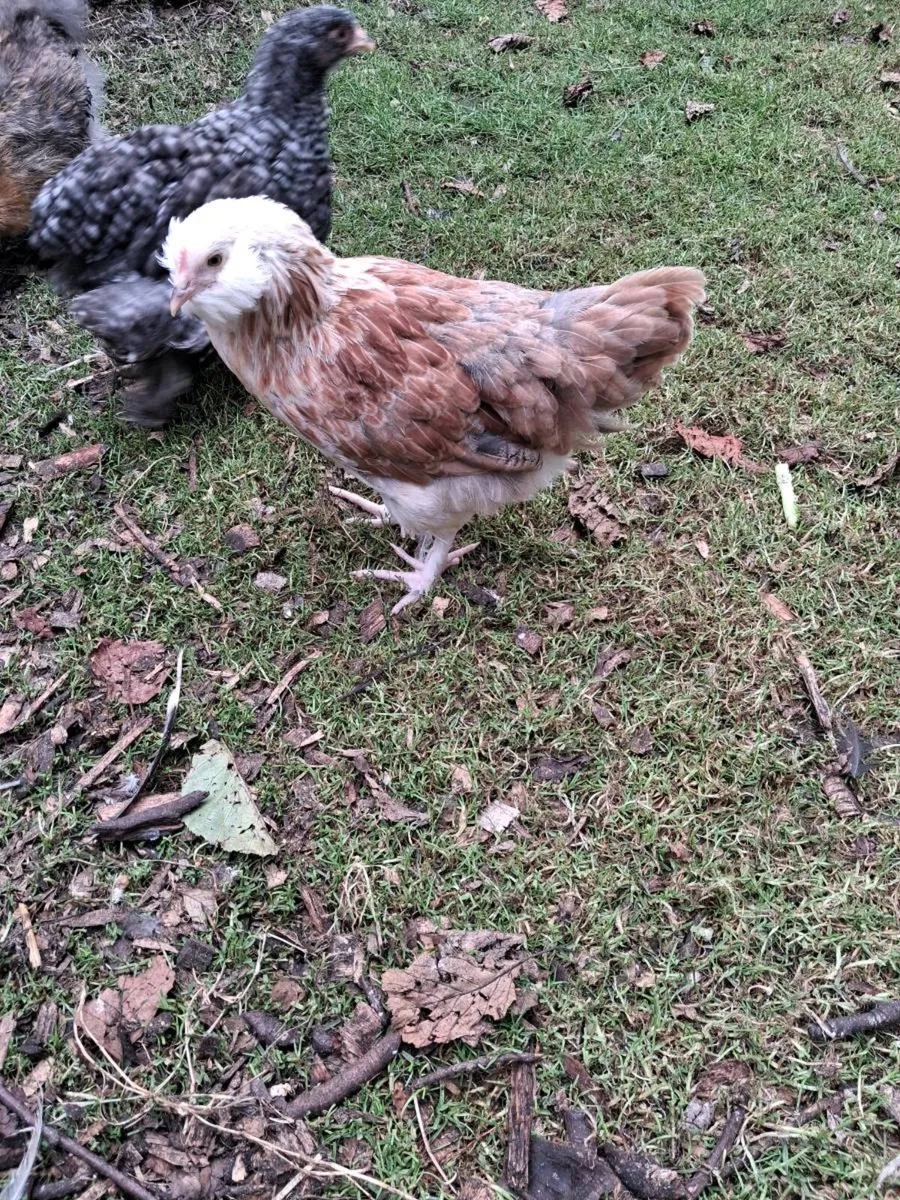 Faverolle. Cochin Brahma - Image 2