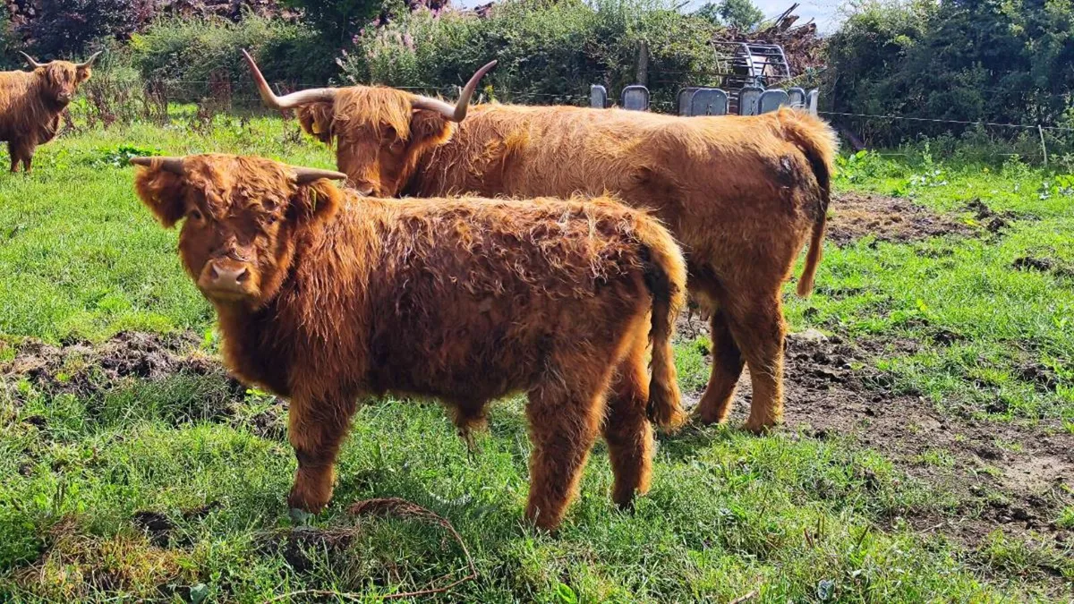 PBNR HIGHLAND BULL - Image 1