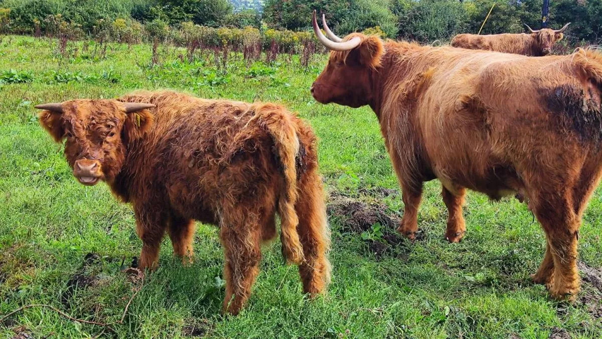 PBNR HIGHLAND BULL - Image 2