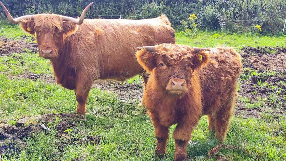 PBNR HIGHLAND BULL - Image 3