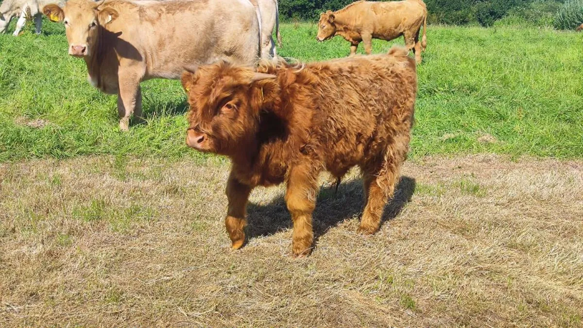 PBNR HIGHLAND BULL - Image 4