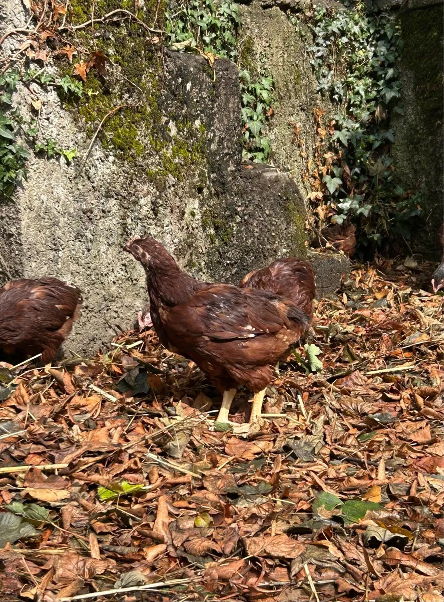 Rhode Island Roosters - Image 2