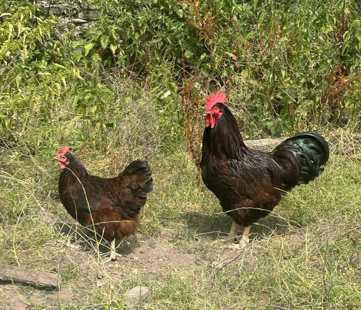 Rhode Island Roosters - Image 1