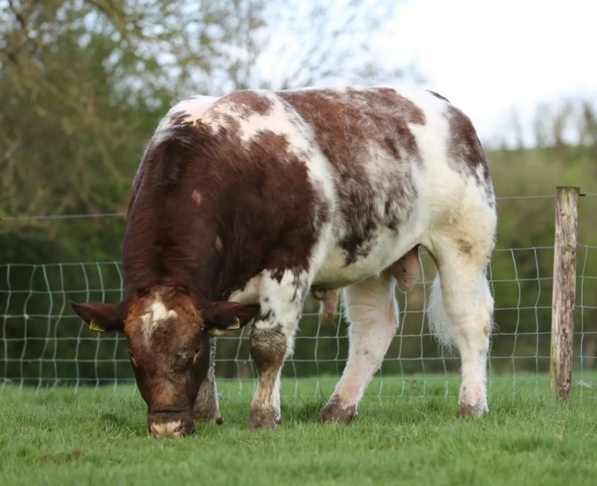 Shannonside Shorthorn Sale - Image 1