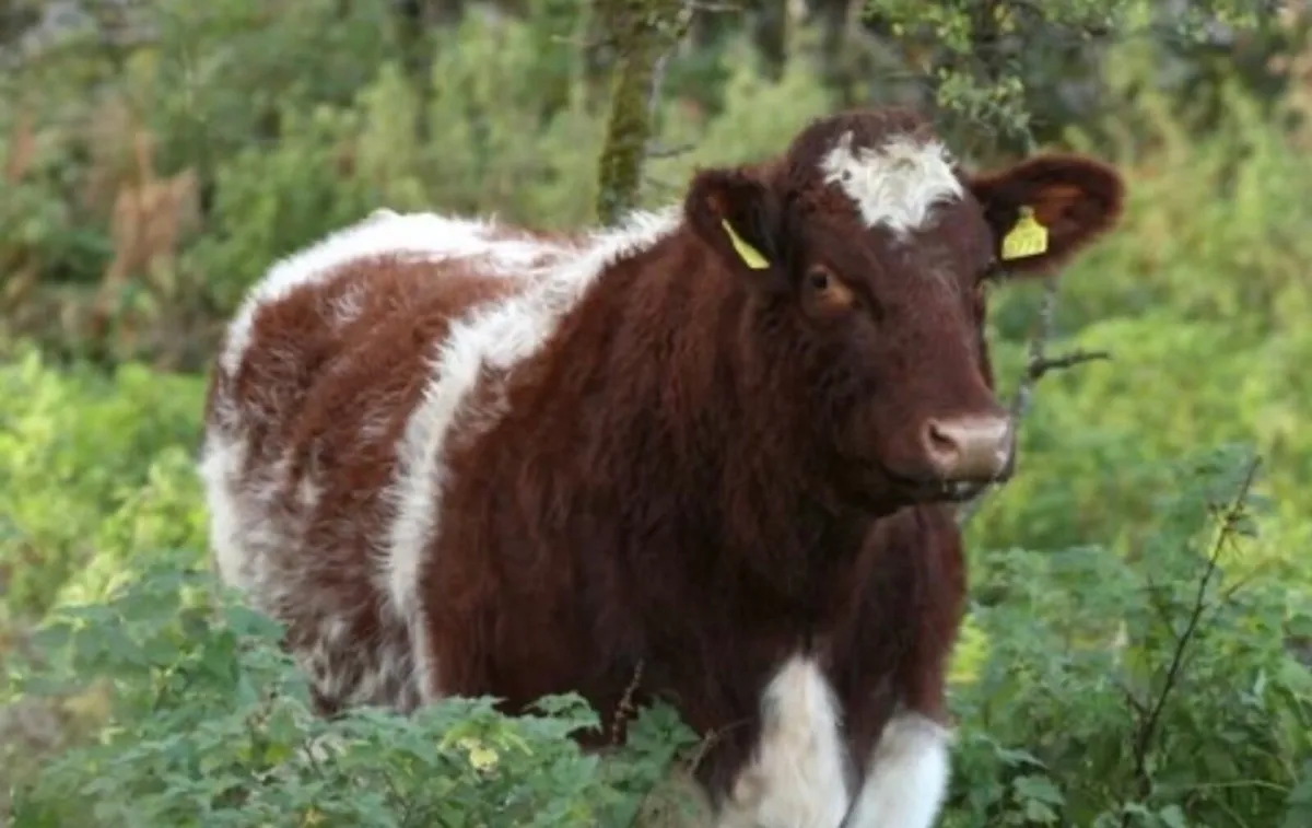 Shannonside Shorthorn Sale - Image 4